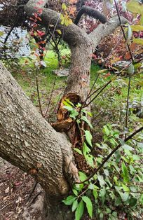 fallen tree close-up