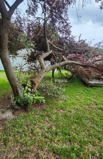 fallen tree far
