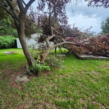 fallen tree